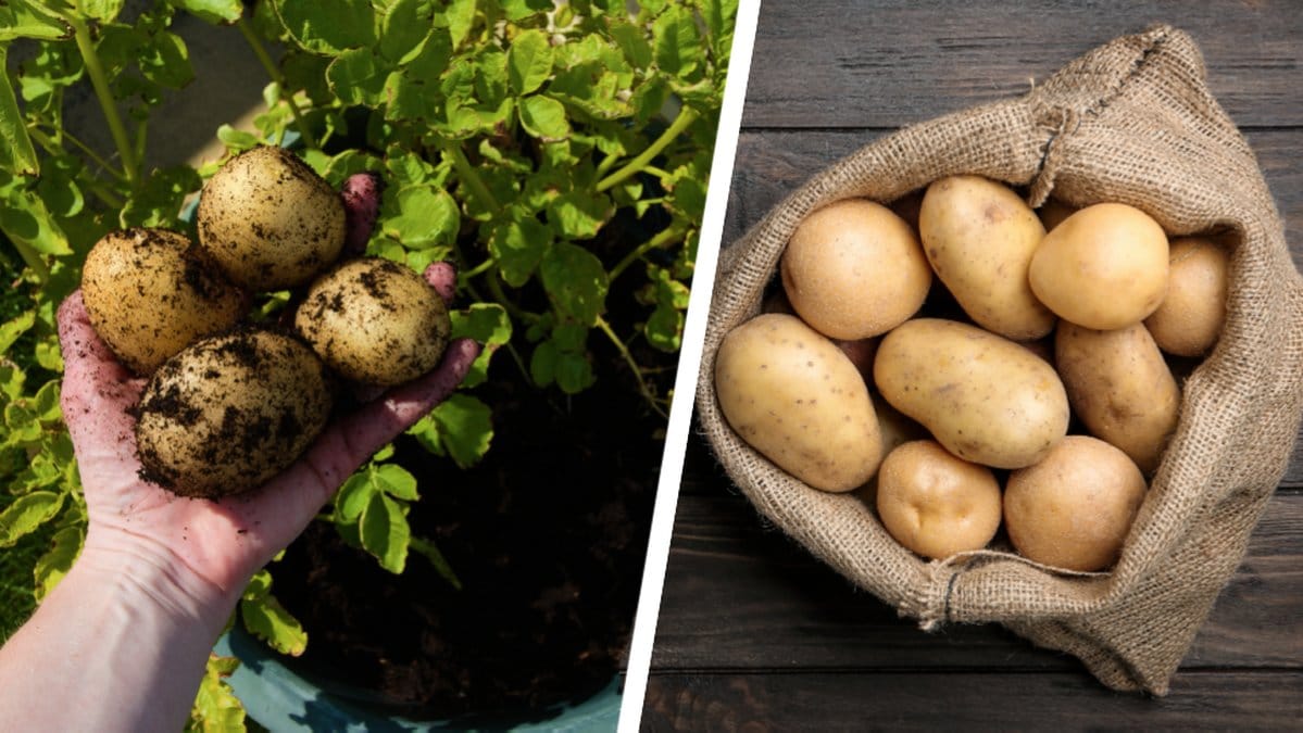 Odla potatis
