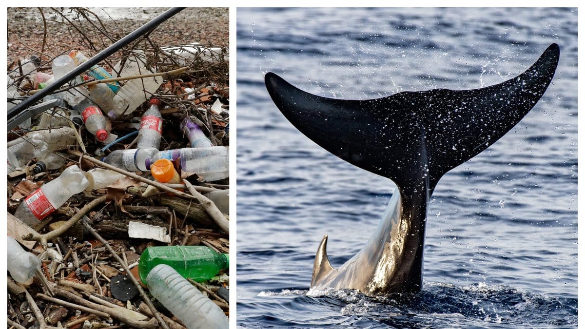 En död val har hittats strandad i Frankrike – med flera kilo plast i magen.