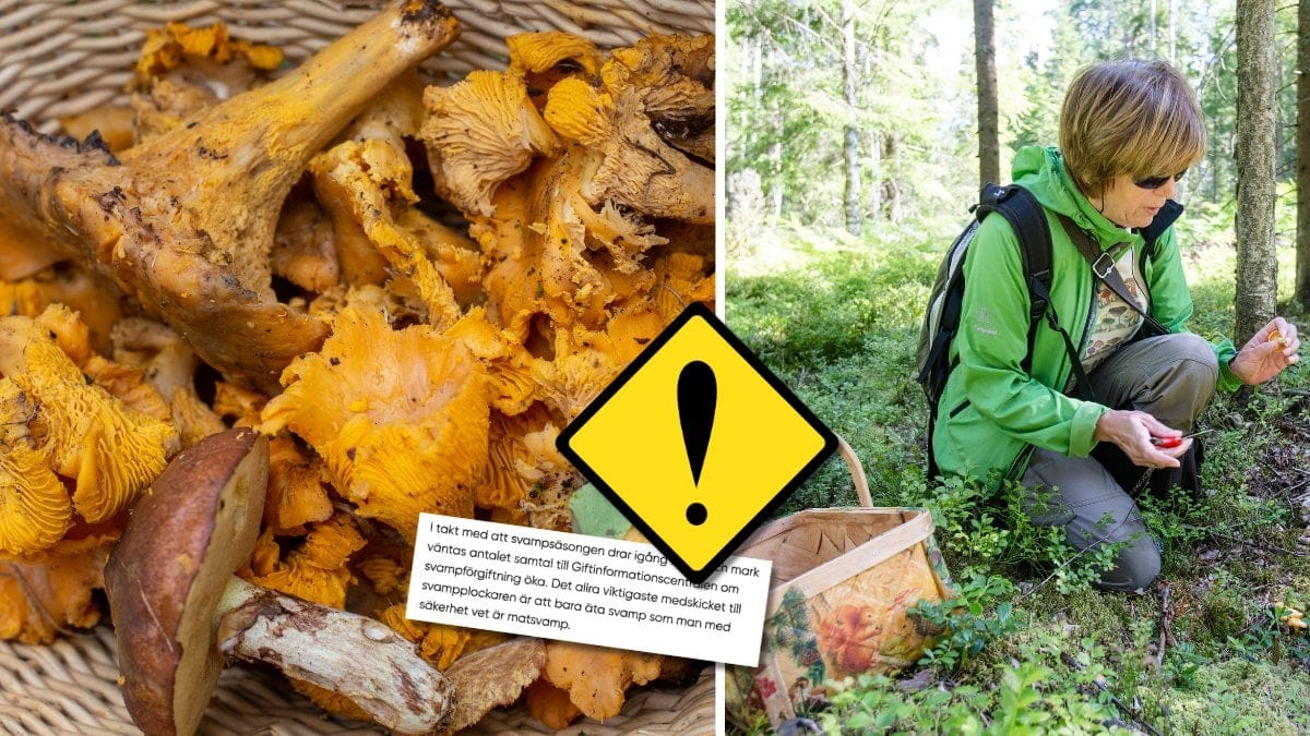 Kantareller och en kvinna som plockar svamp.