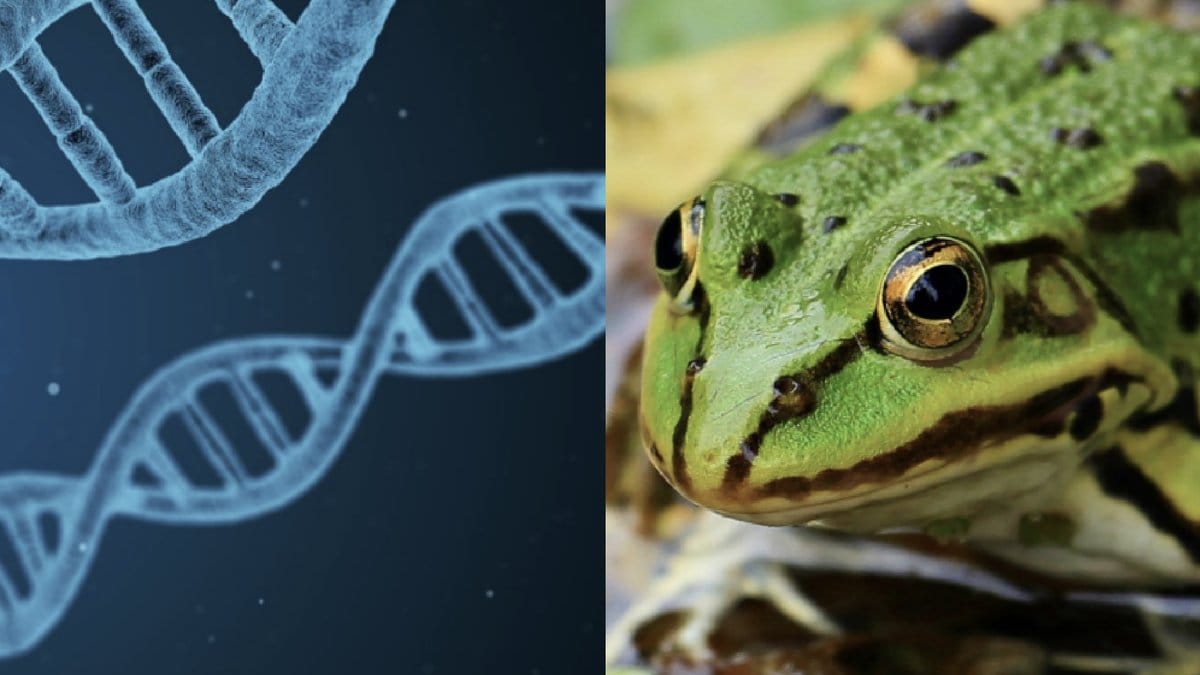 Groda, dna