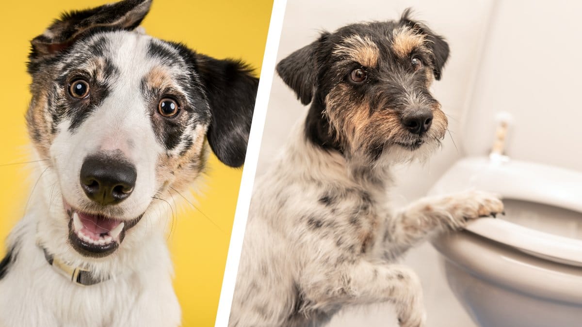 Darfor-kissar-din-hund-nar-den-ser-dig