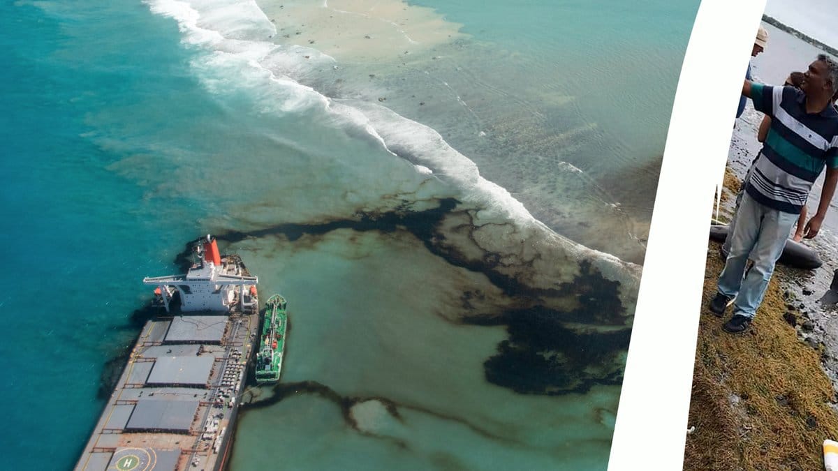 Döda delfiner på Mauritius kust