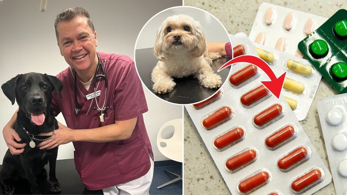 Professor och hundar. Bild på piller till höger