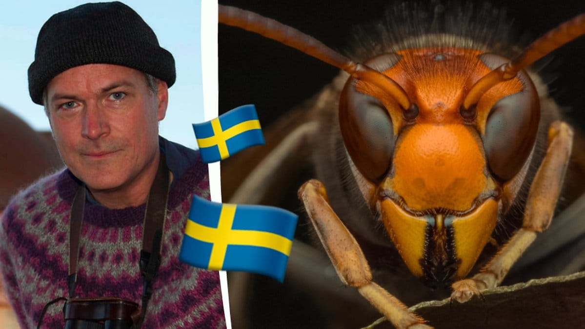 Asiatiska bålgetingar