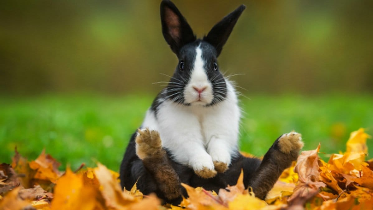 Nu kan du hyra en kanin!