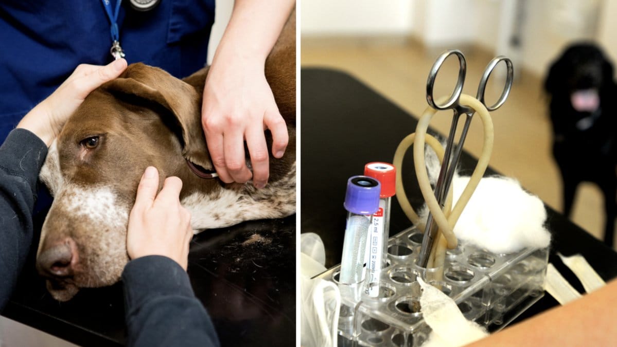 Mannen vägrade avliva sin hund som led.