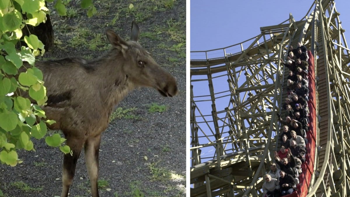 Älg tog sig in på Liseberg inatt