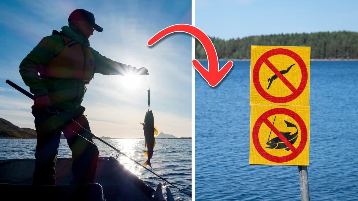 Kustfiskare och en skylt.