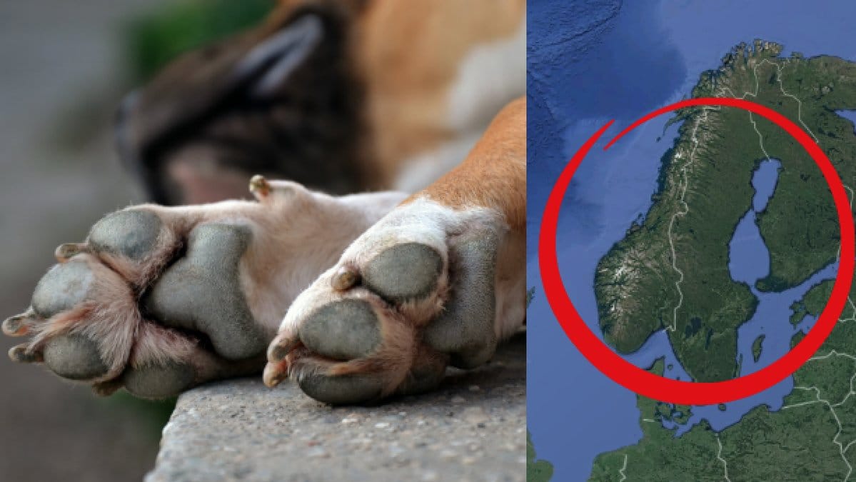 Forsta-svenska-fallet-av-norska-hundsjukdomen-rapporterat