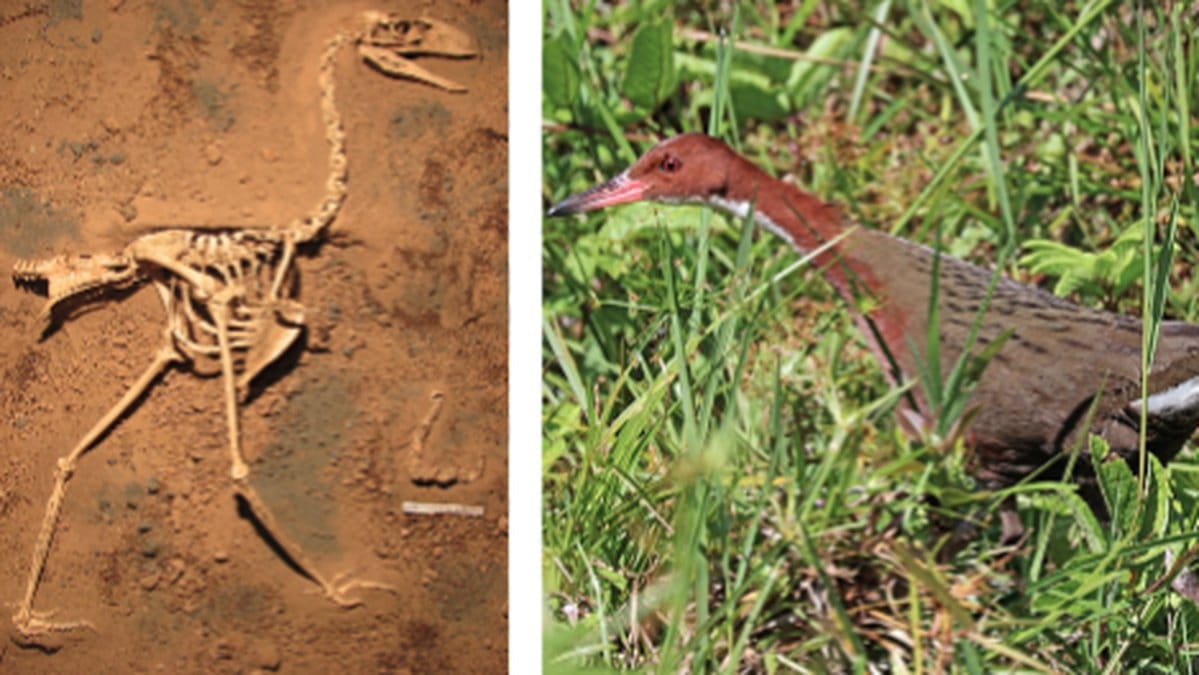 Fagel-utrotades-och-ateruppstod-genom-evolutionen