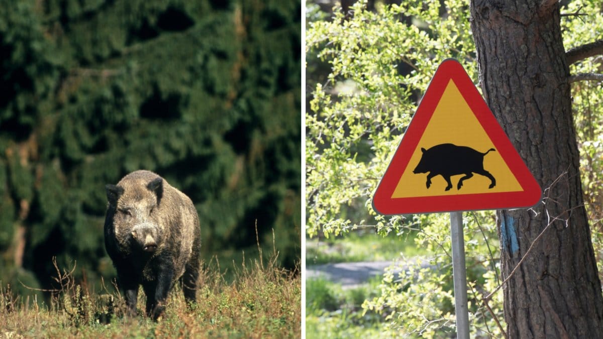 En dansk man i 60-årsåldern som hittades avliden i ett skogsparti i Eksjö kommun kan ha dödats av ett vildsvin.