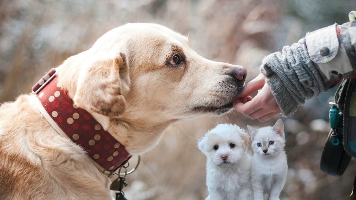 Sjukdomar-du-kan-fa-av-din-katt-eller-hund