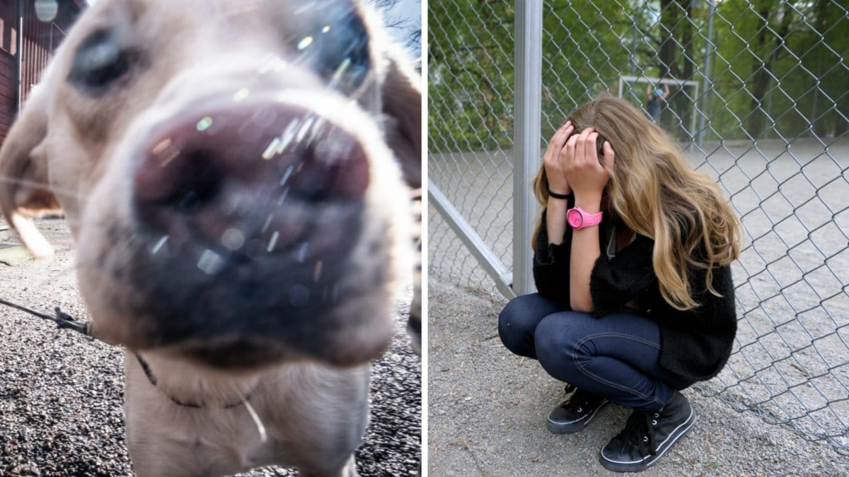 Den 11-åriga flickan blev attackerad av en hund.