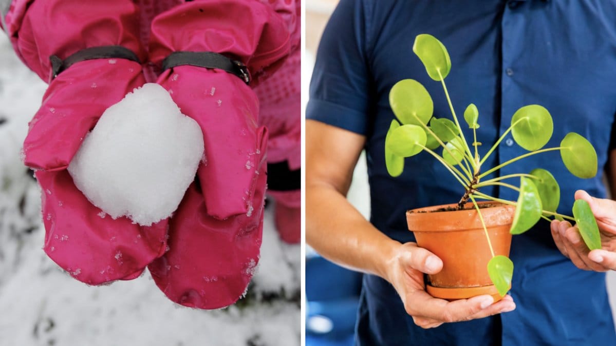 Snö blir till tö och extra liv för din blomma.