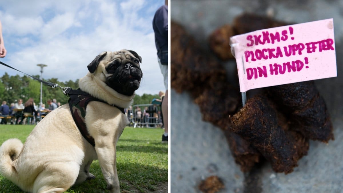 Nu ska hundägare straffas om de inte plockar upp efter sina hundar.