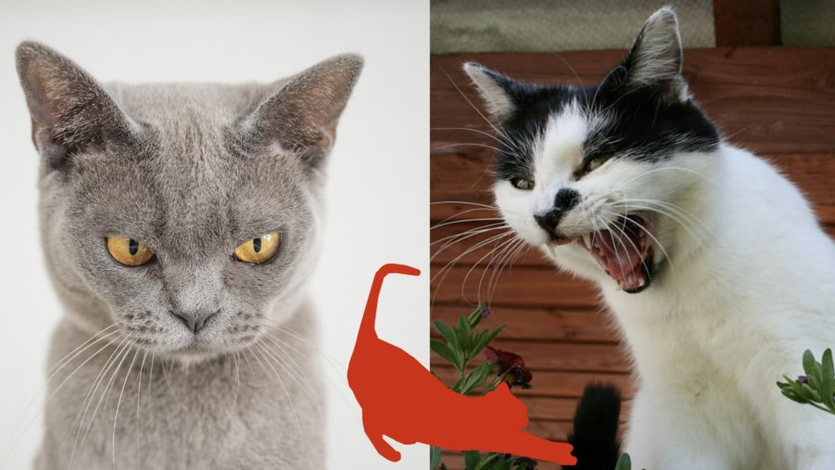 Fem-tecken-pa-att-din-katt-hatar-dig