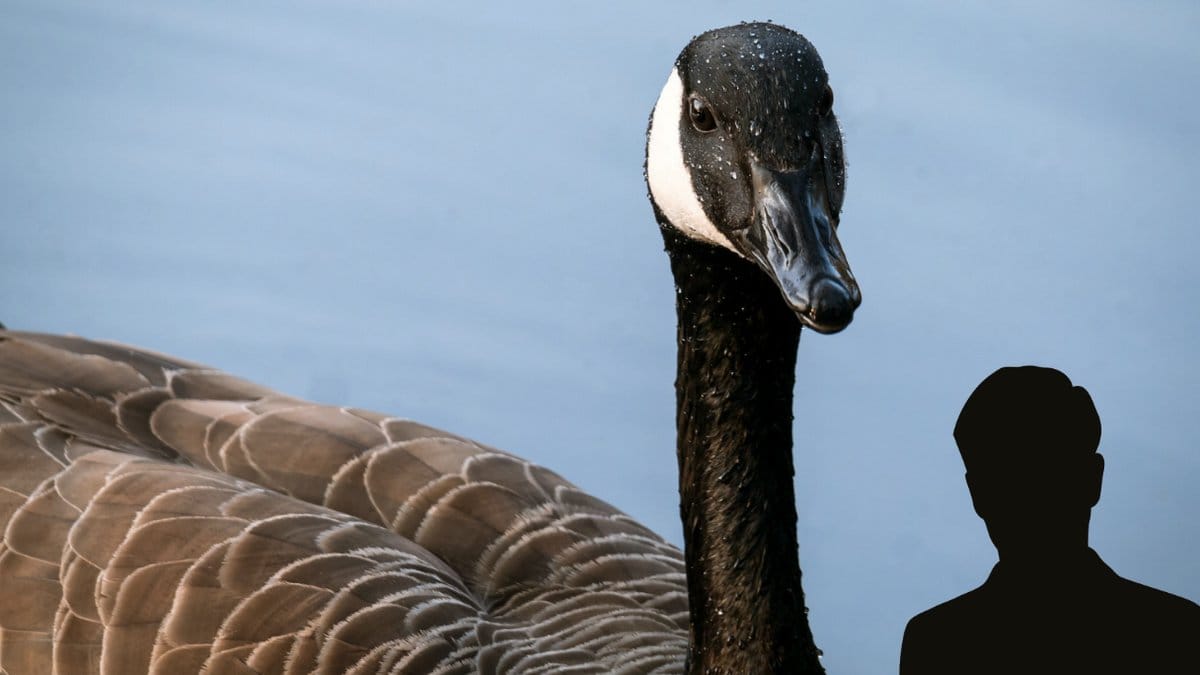 Kanadagas-hittad-spetsad-med-pil