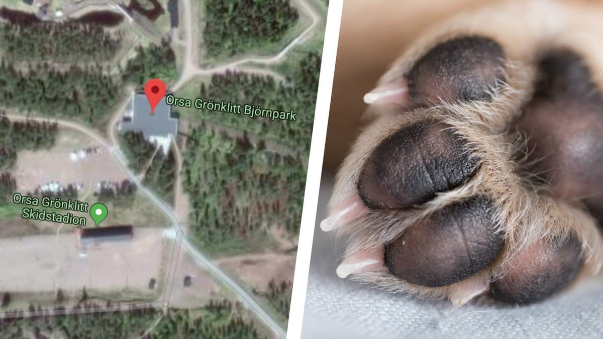 Den-forrymda-vargen-fran-Orsa-har-avlivats