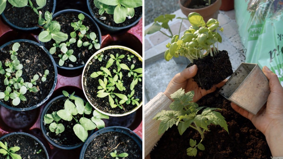 Odla kryddväxter inomhus och utomhus.