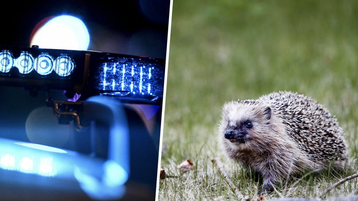 Parande igelkottar är ett problem i Tyskland.