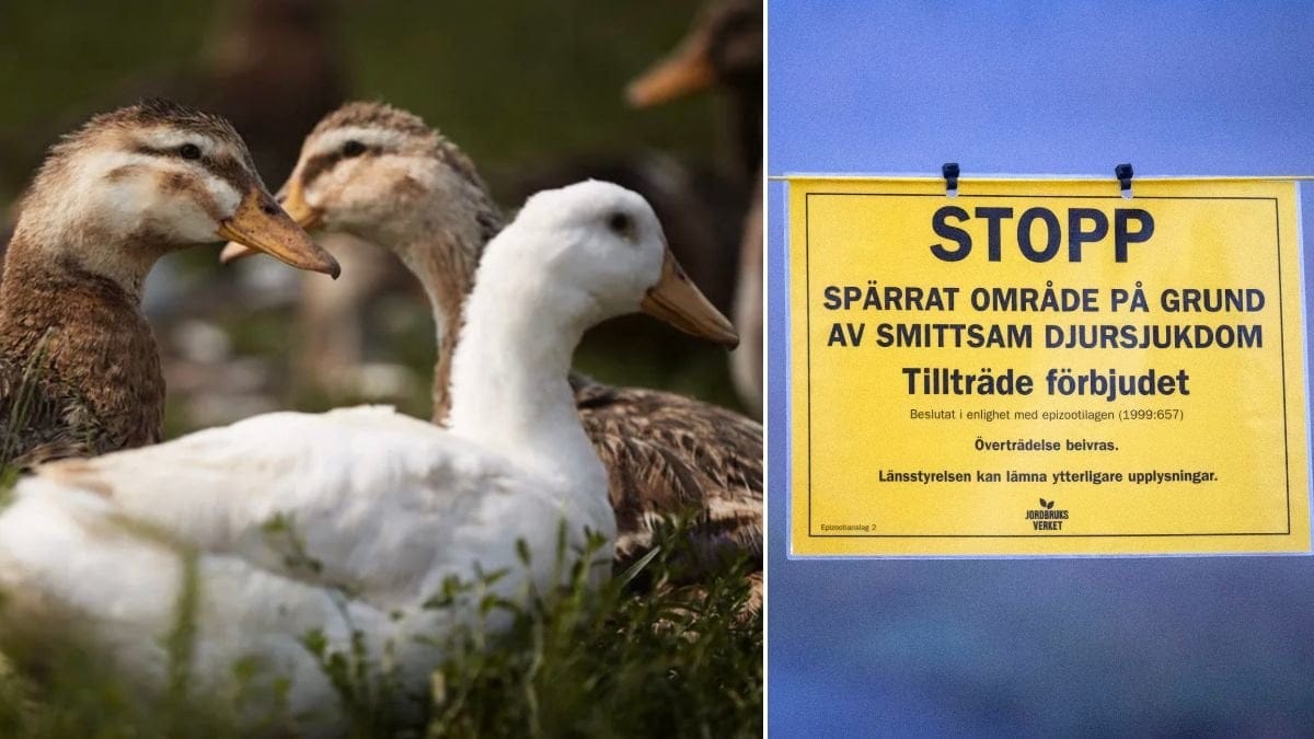 Fågelinfluensa har upptäckts på en skola. Genrebild.