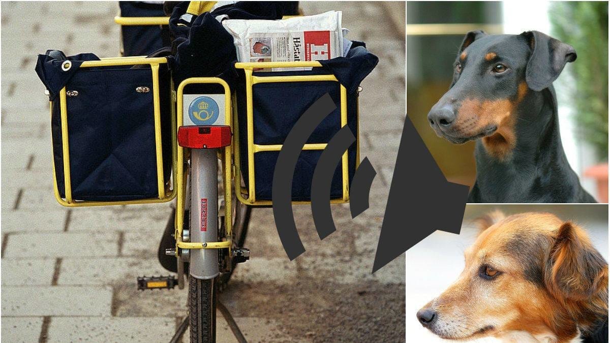 Hundar kan vara rädda för brevbärare. Hundpsykologen Kicki Fellstenius berättar för Nyheter24 hur det kommer sig.
