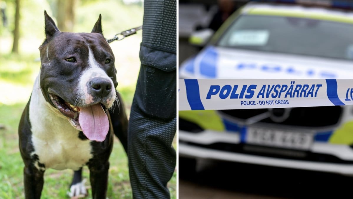 En pitbull attackerade en pojke på torsdagen. Genrebilder.