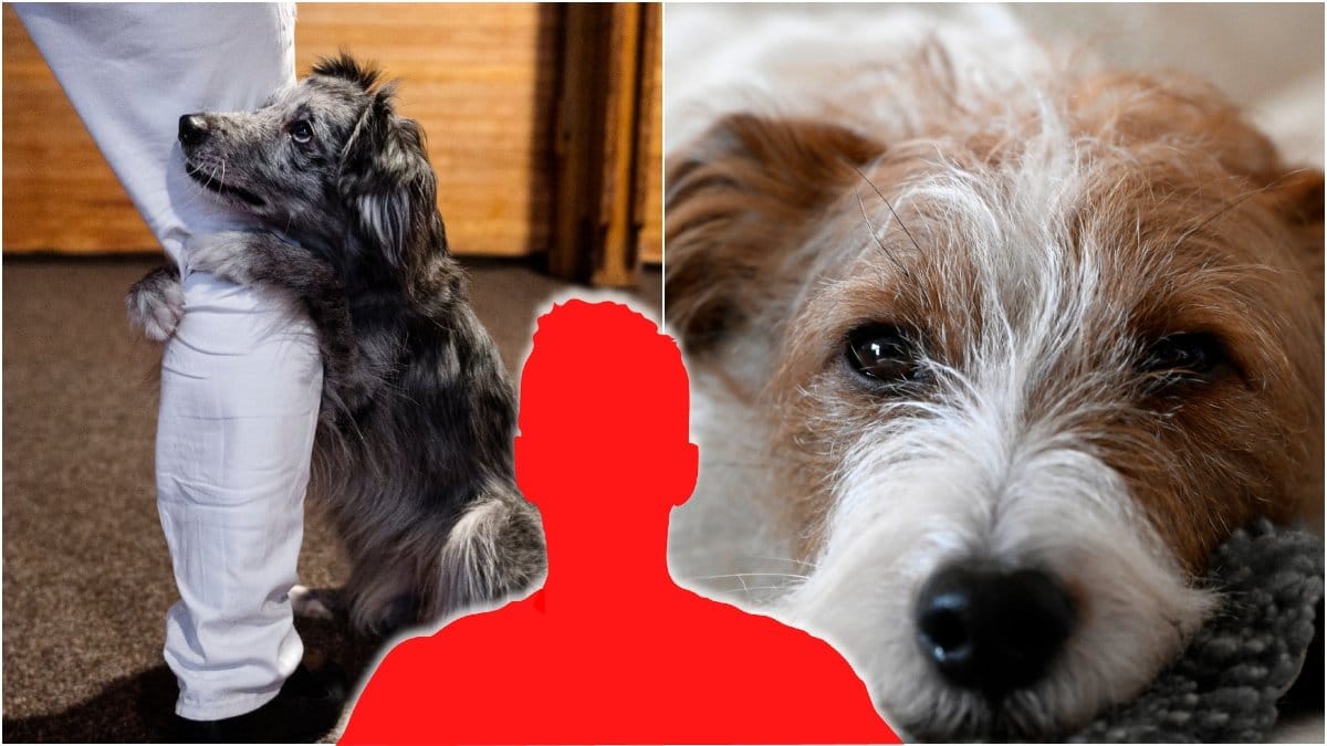 En man som dömts för att ha sexuellt förgripit sig på en hund kunde fortsätta vara nära hunden.