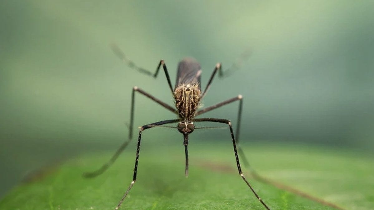 Kykrogårdsmyggan kan ha spritt sig till Sverige.