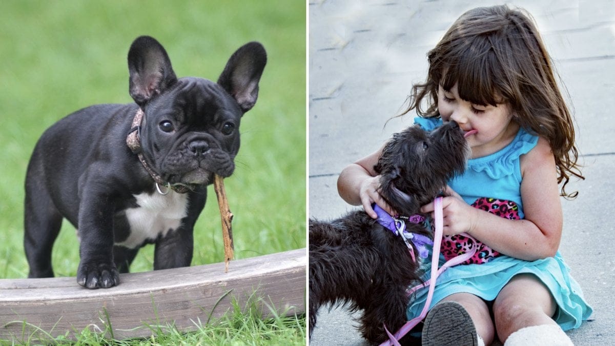 Det finns en sak du aldrig ska göra mod din hund. 