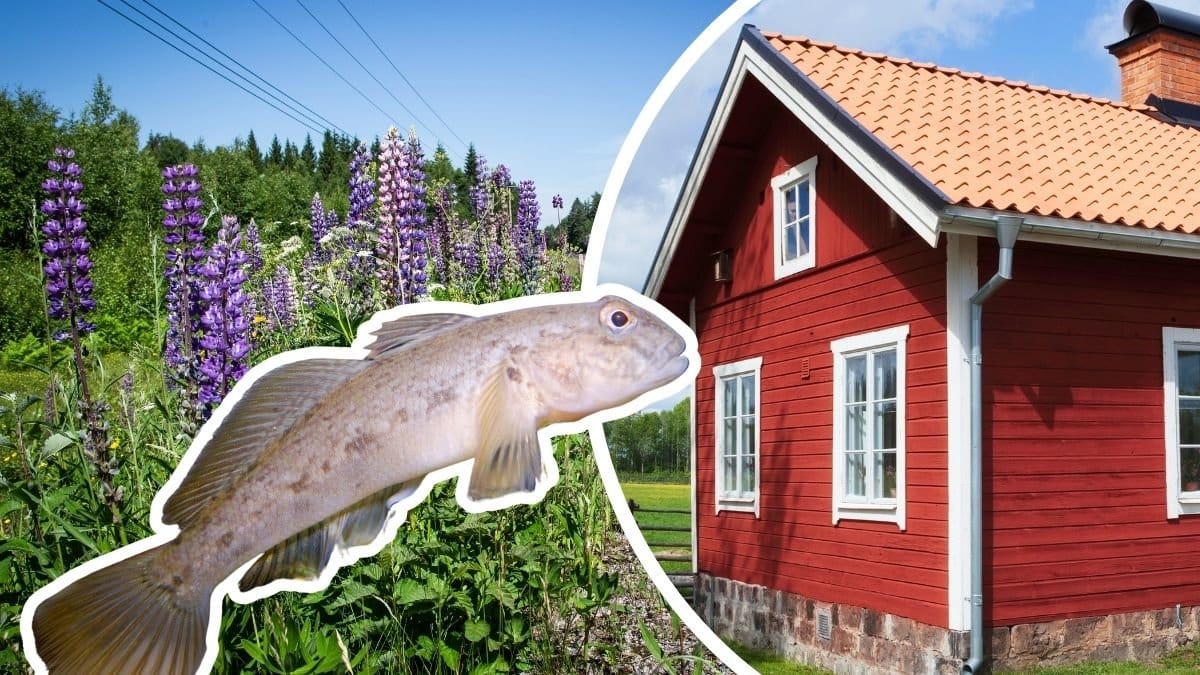Lupiner, svartmunnad smörbult och ett rött hus