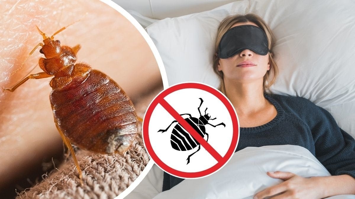 Vägglus och kvinna som sover i säng