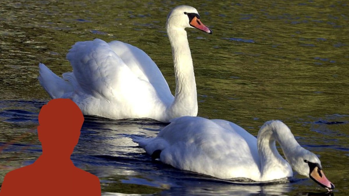 Svanar-hittade-med-halsarna-avskurna