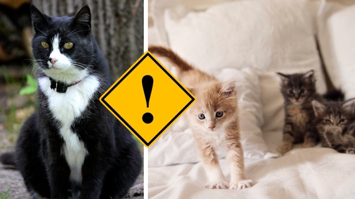 Vissa föremål bör din katt inte leka med