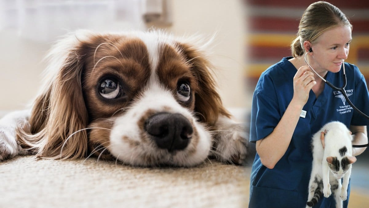 Allt fler anmälningar kommer in till Länsstyrelser om vanvårdade djur.