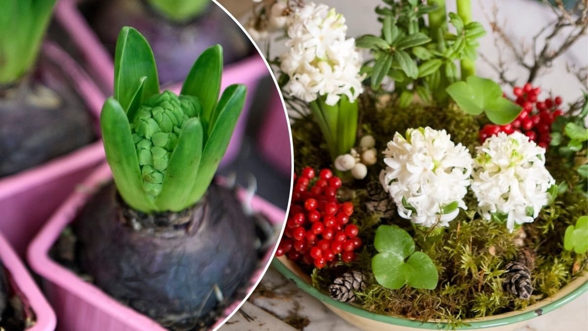 Bilder på hyacinter och en julgrupp med mossa, blåbärsris och blommor.