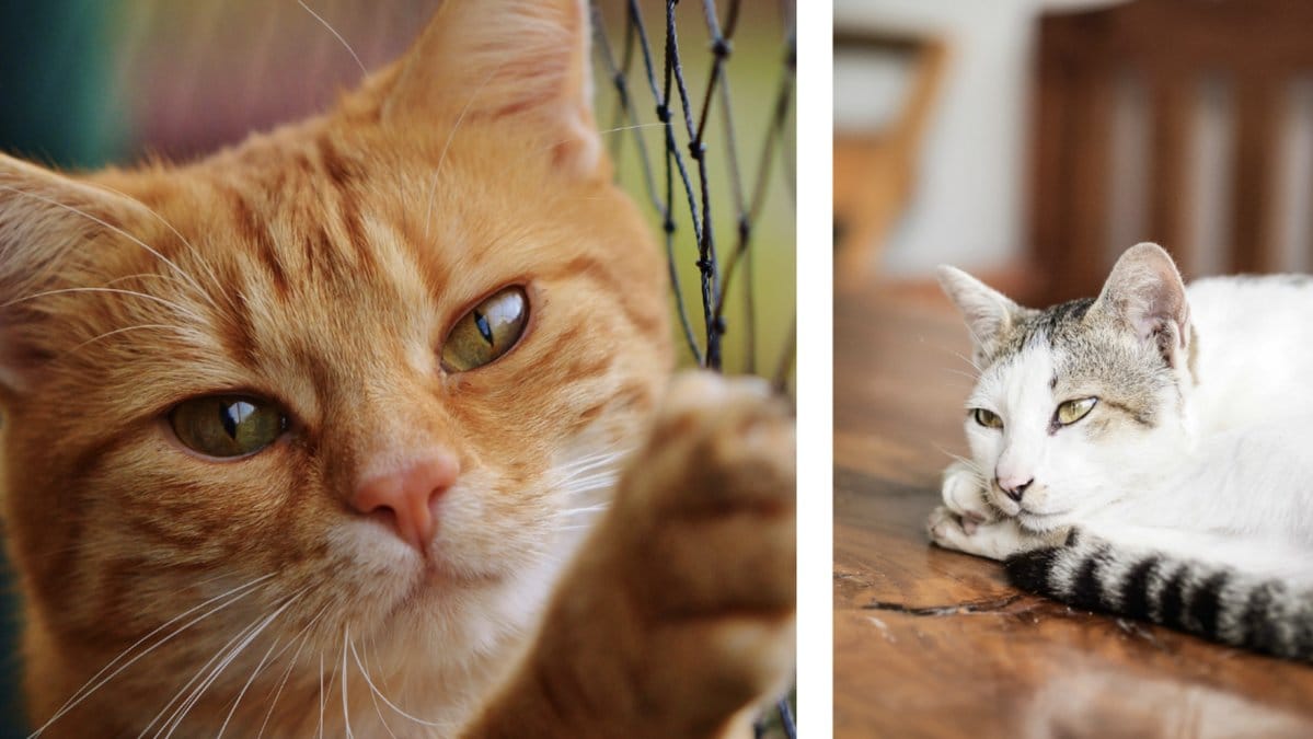 Så-vet-du-om-din-katt-är-deprimerad