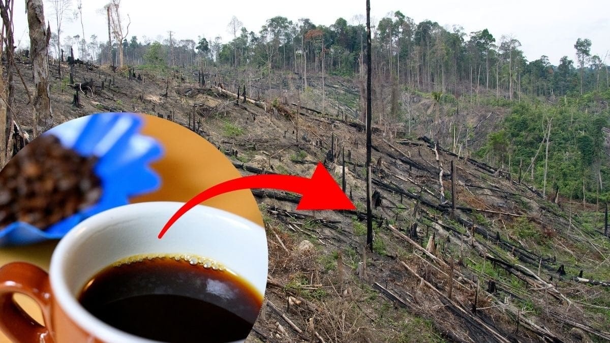 Kaffe-Regnskog-Amazonas