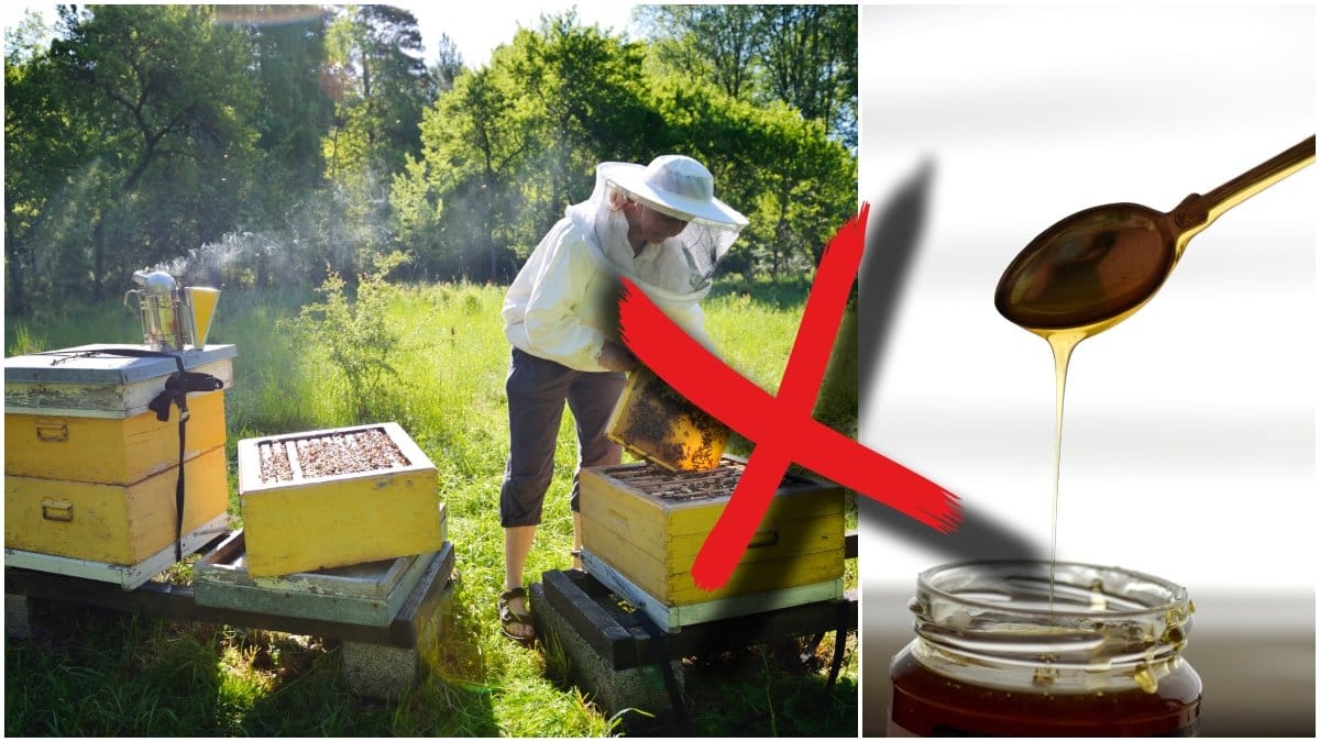 Genrebild på biodlare och honung. 