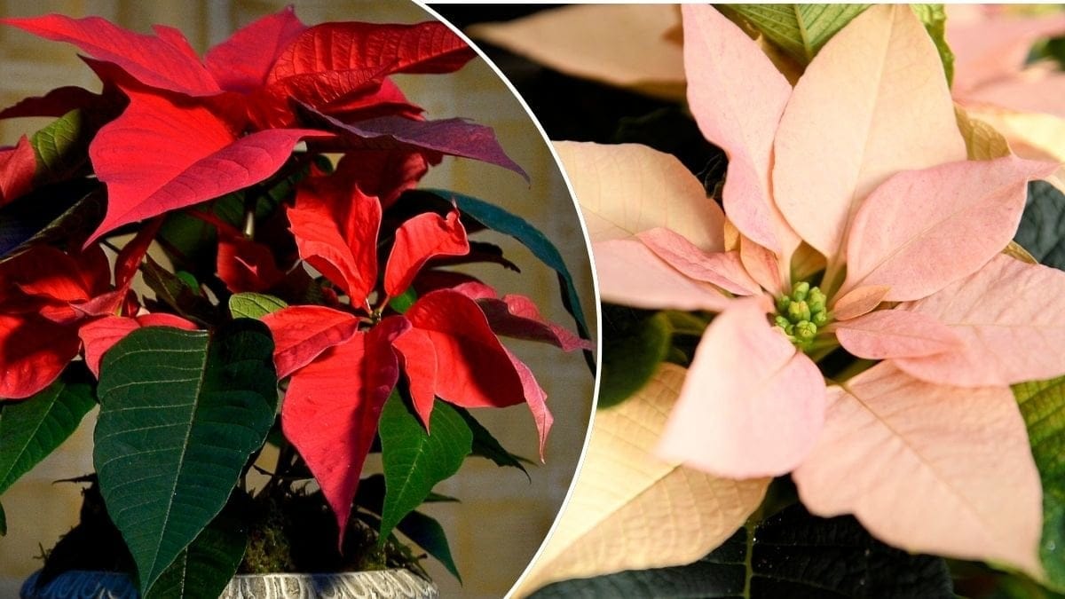 Bilder på julstjärnor.