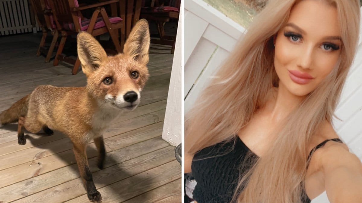 En vänskap som ödet förde samman. Josefine Foxman och räven delar på samma efternamn.