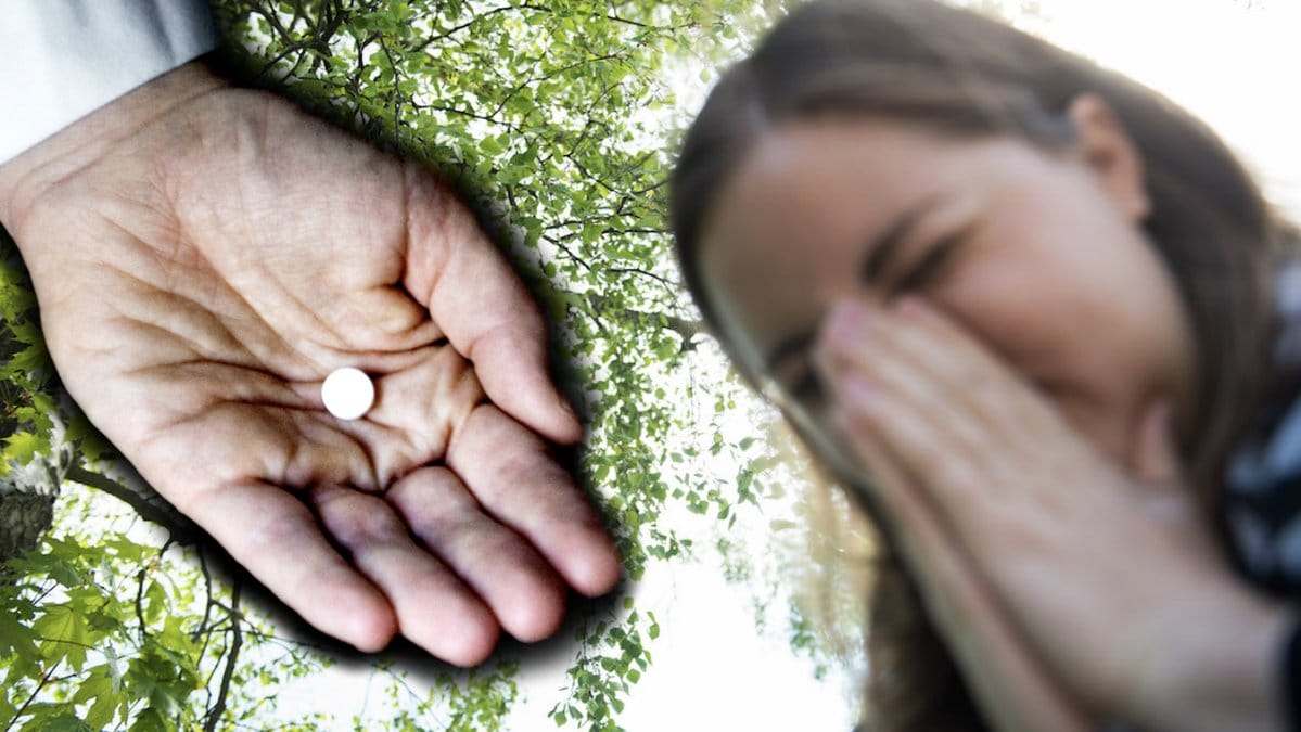 Forskare hoppas att vaccin mot björkpollen i tablettform snart godkänns av Läkemedelsverket