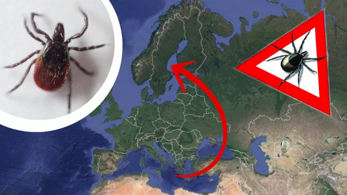 Fästing, karta över Europa, varningsskylt med fästing