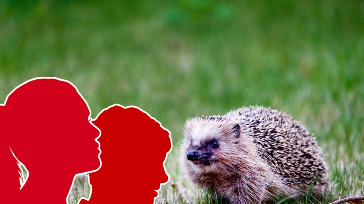 Vittnen såg hur ungdomar plågade en igelkott så pass svårt att den senare dog.