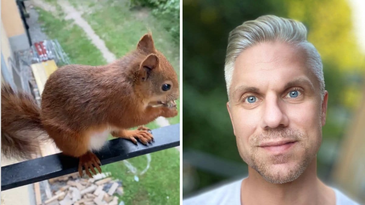 En modig liten ekorre gör dagliga besök hos sin favoritperson.