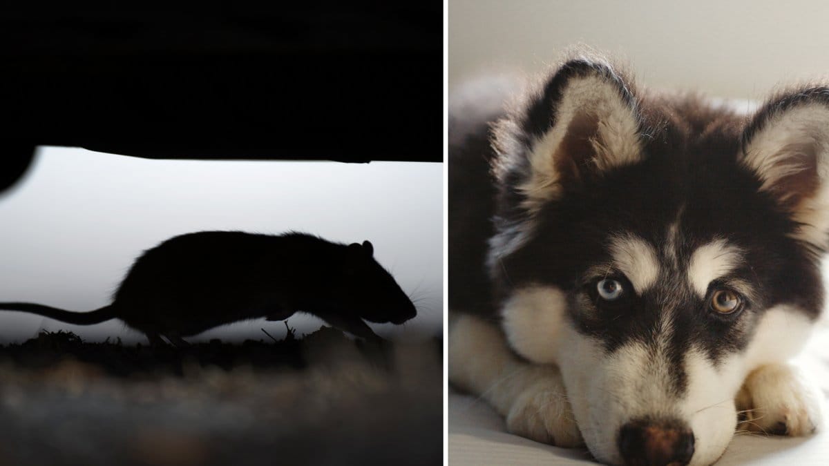 Råttsmitta som angriper hundarnas lever sprids i Sverige.