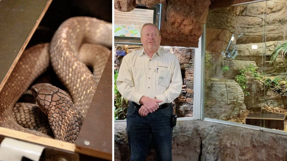Skansens Jonas Wahlström släppte tillbaka Sir Väs i sitt terrarium på måndagen.