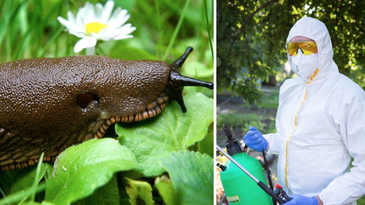 Sniglar stora som råttor har blivit ett så pass stort problem att en hel stad satts i karantän.