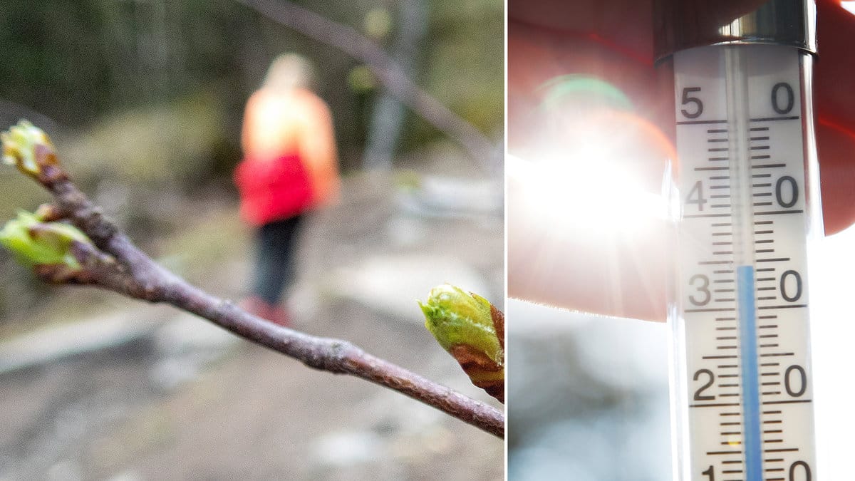 Vårens första knoppar och en termometer.