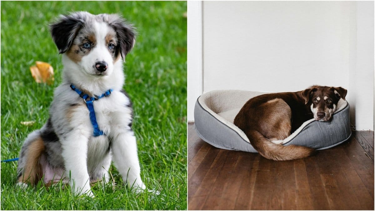 Kallar du din hund för bebis?